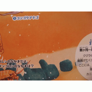 ブラックライトでさがせ！深海の不思議な生き物【ブラックライトセット】