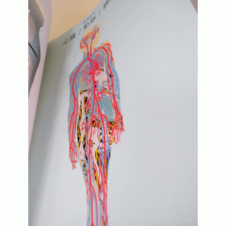 世界で一番美しい切り絵人体図鑑