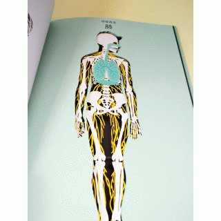 世界で一番美しい切り絵人体図鑑